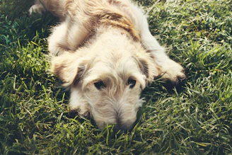 A gentle dog resting peacefully in a sunny, green pasture at Second Chance Farms.