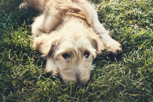 A gentle dog resting peacefully in a sunny meadow at the sanctuary