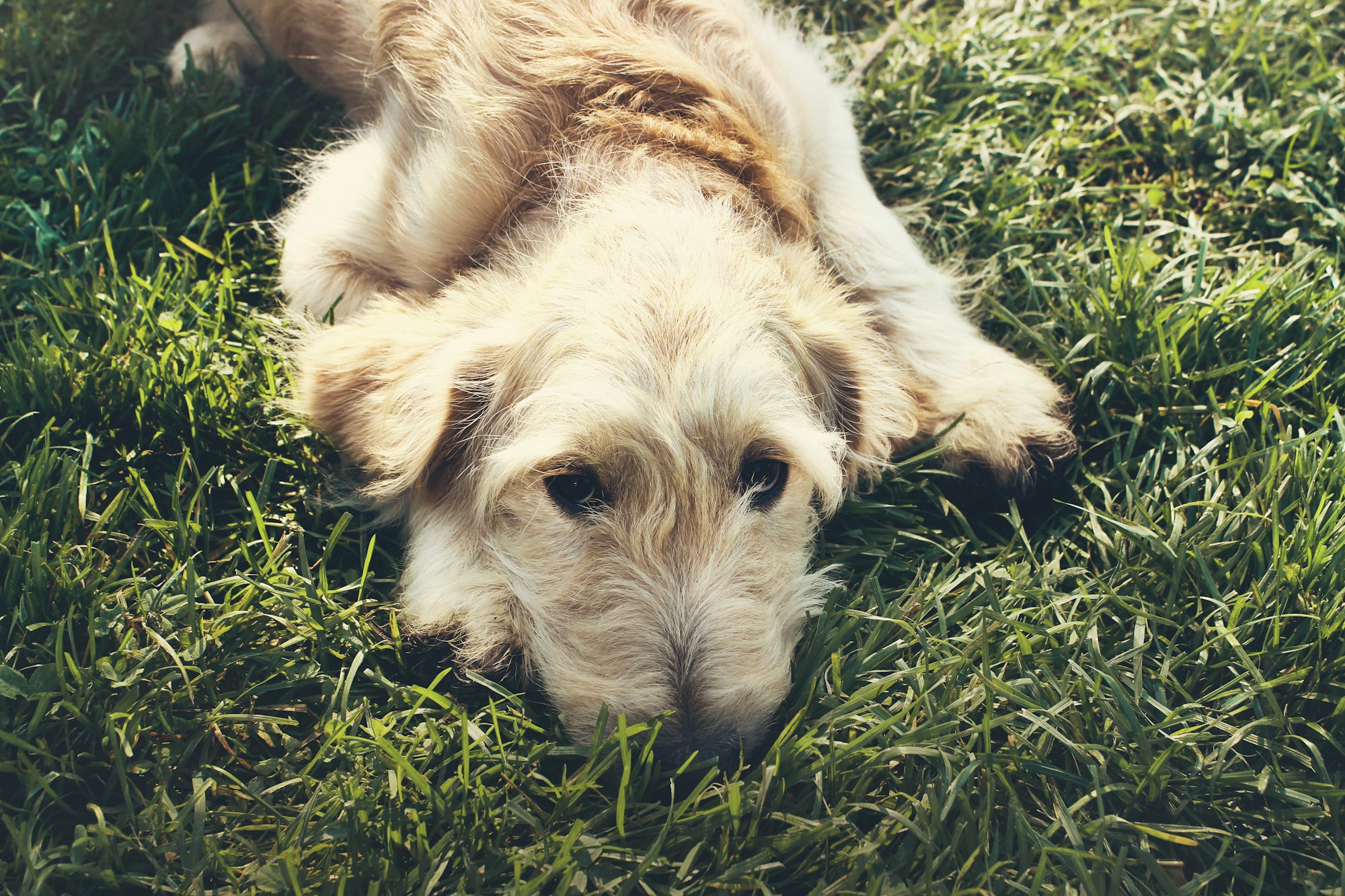 A Goldendoodle dog lies in green grass in the backyard, giving his owners a sad, puppy dog look. 