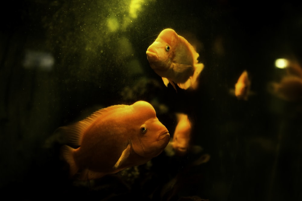 school of flowerhorn fish
