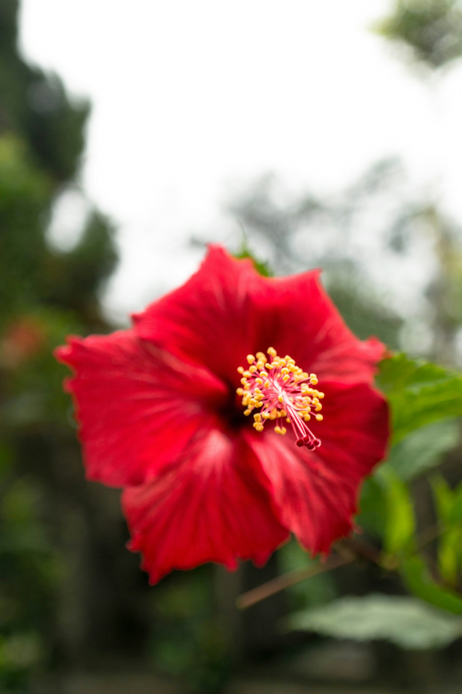 Samsung NX300 sample photo. Red hibiscus flower during photography