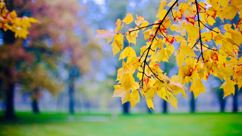 yellow-leafed tree during daytime