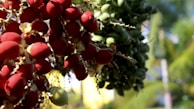 Clusters of vibrant red and green palm fruits hang from branches with a blurred background of greenery and sunlight, creating a tropical ambiance.