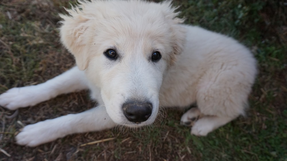 cão branco de pelagem longa deitado na grama verde