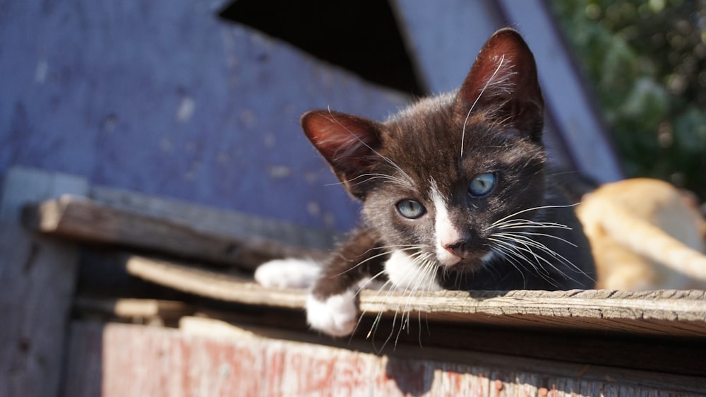 black and white cat on brown wooden surface