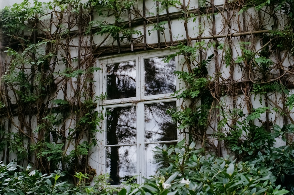 closed pane window