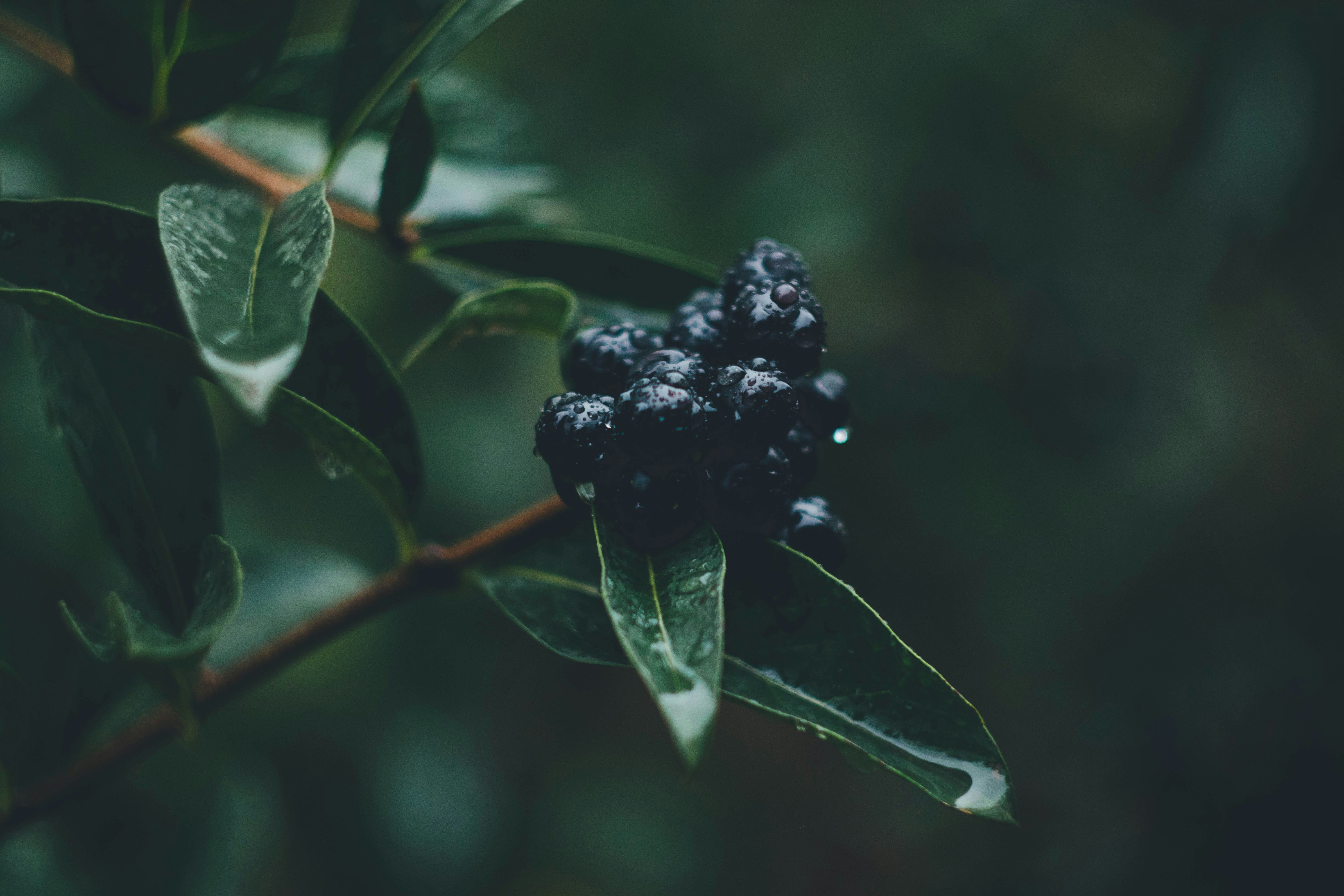 black berries with leaf