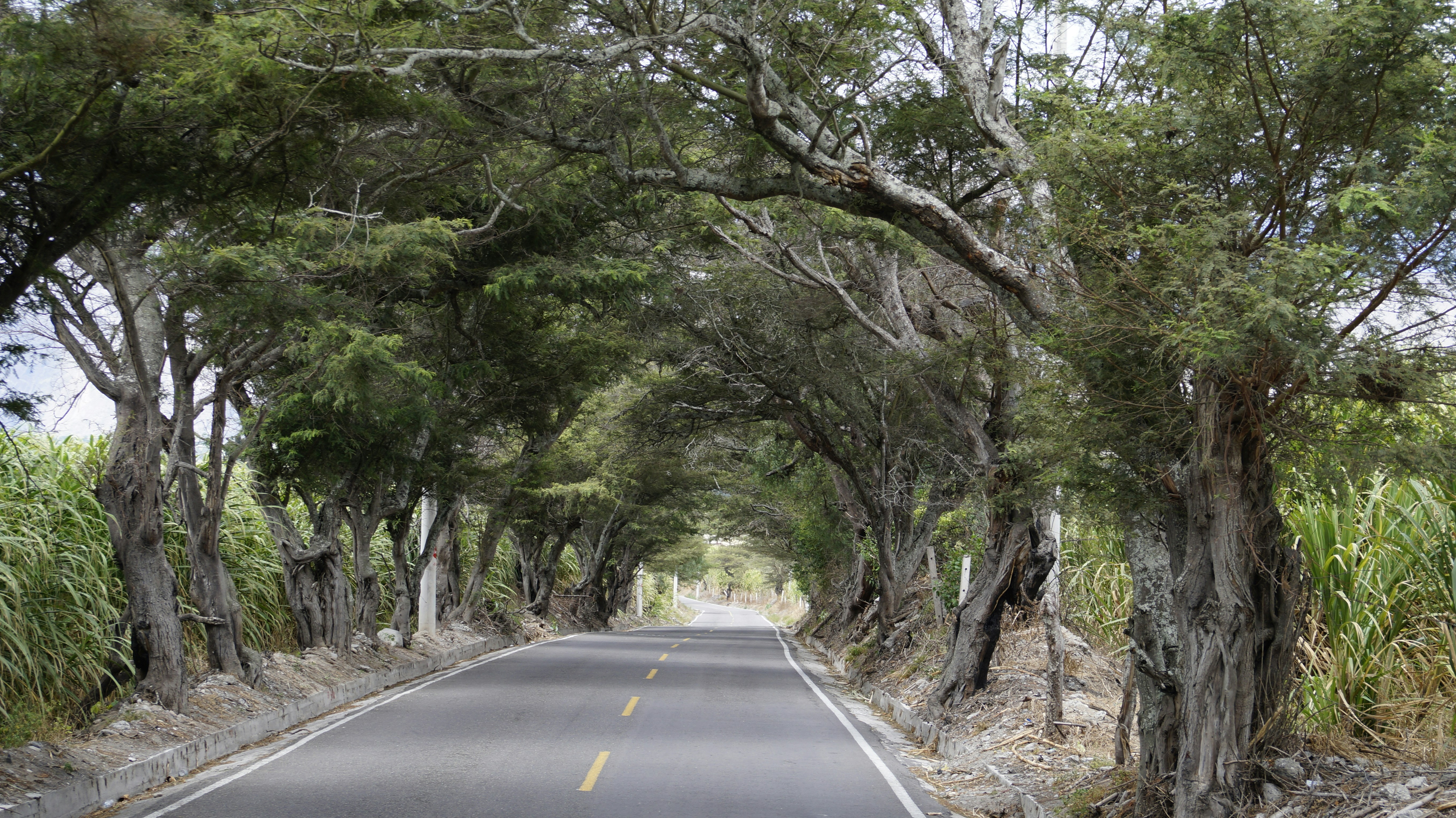 Road through a tunnel of trees