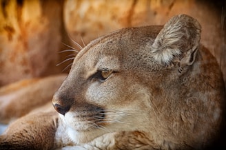A close-up profile of a majestic cougar lying down. The light highlights its sleek fur and intense gaze, set against a blurred brownish background that complements the tones of the animal.