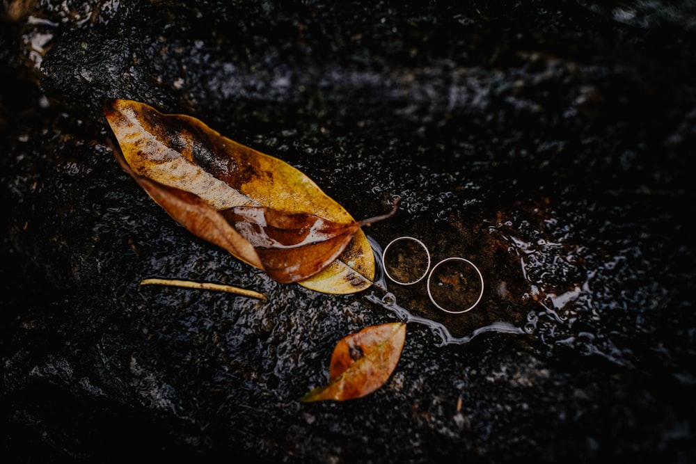 brown leaves on tree trunk