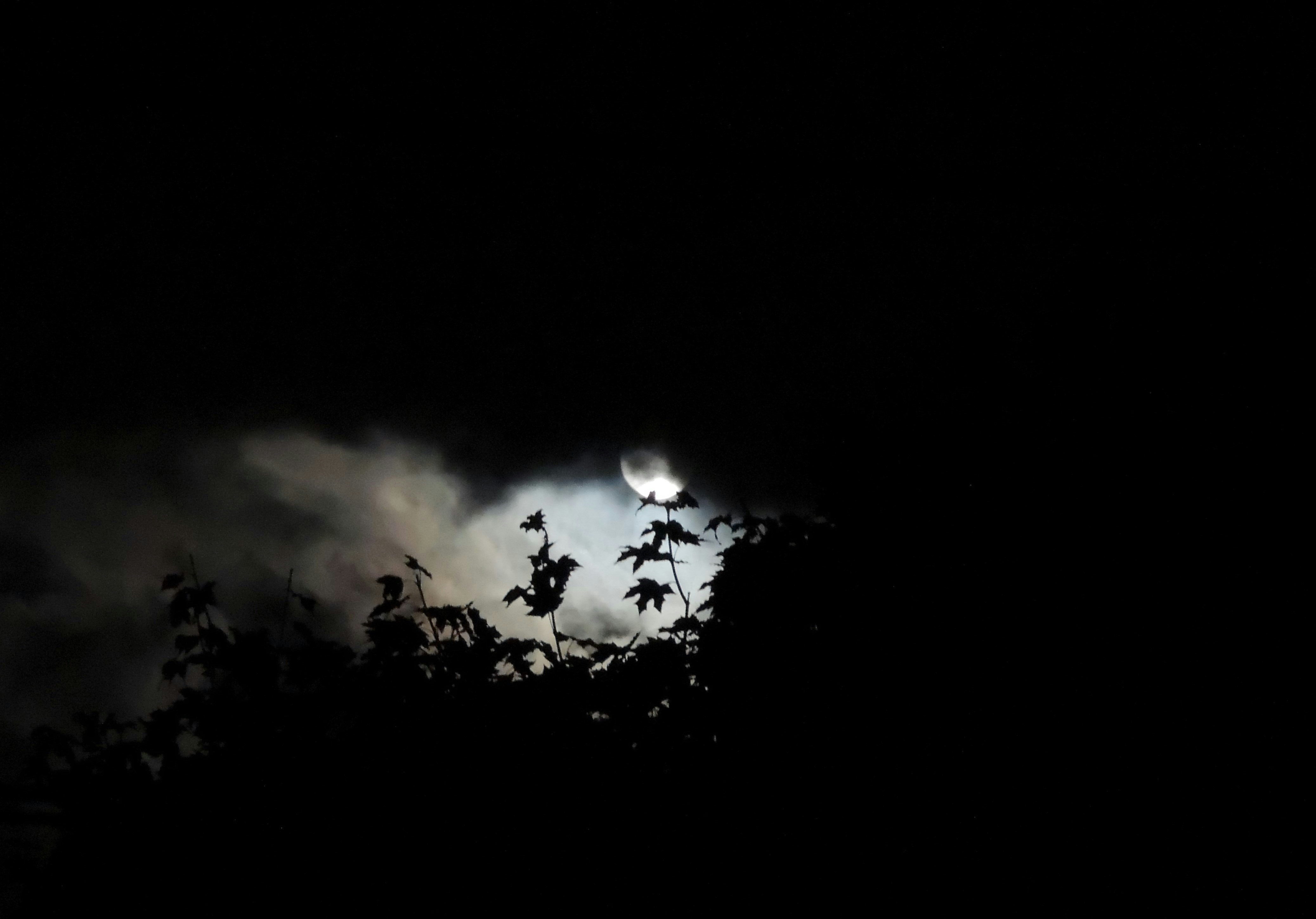 Livro Sombras da Noite