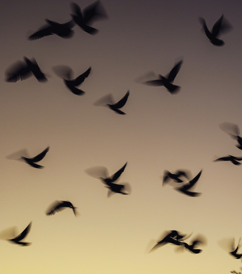 Flock of black bird painting photo – Free U.s. Image on Unsplash