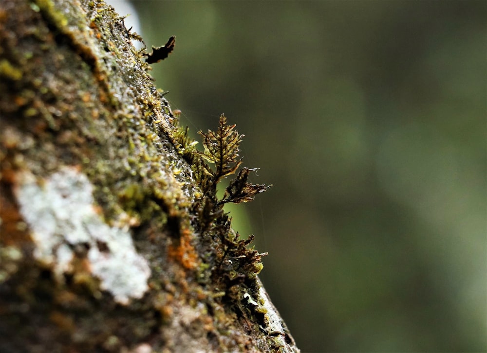 a close up of a tree with moss growing on it