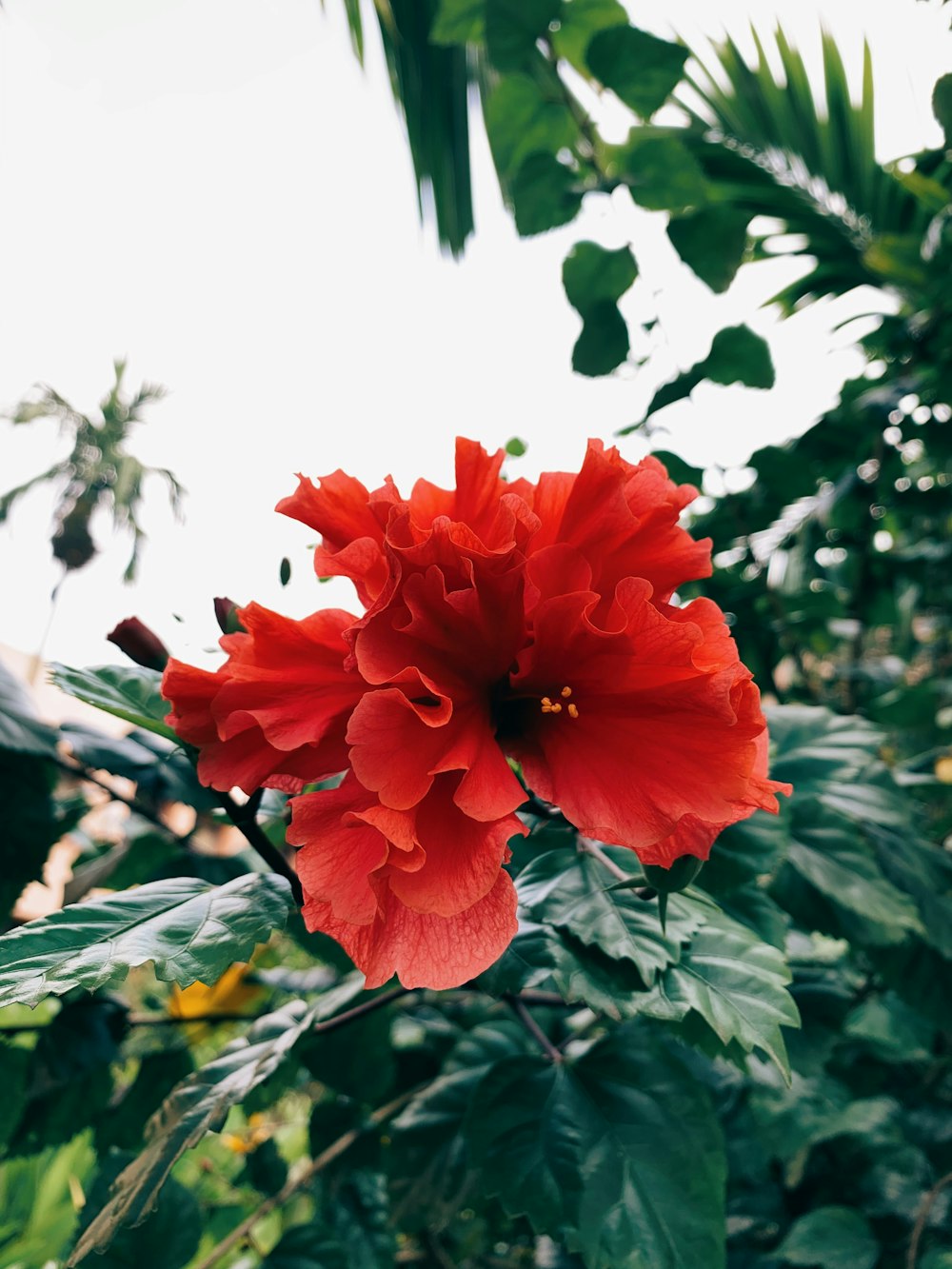 red flower with green leaves