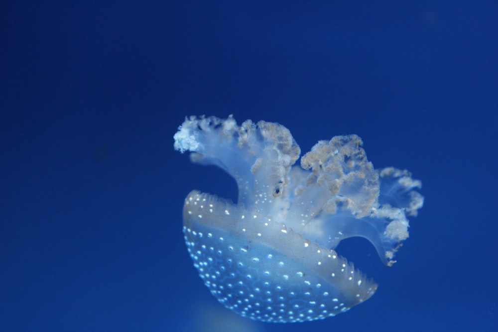 shallow focus photo of white jellyfish