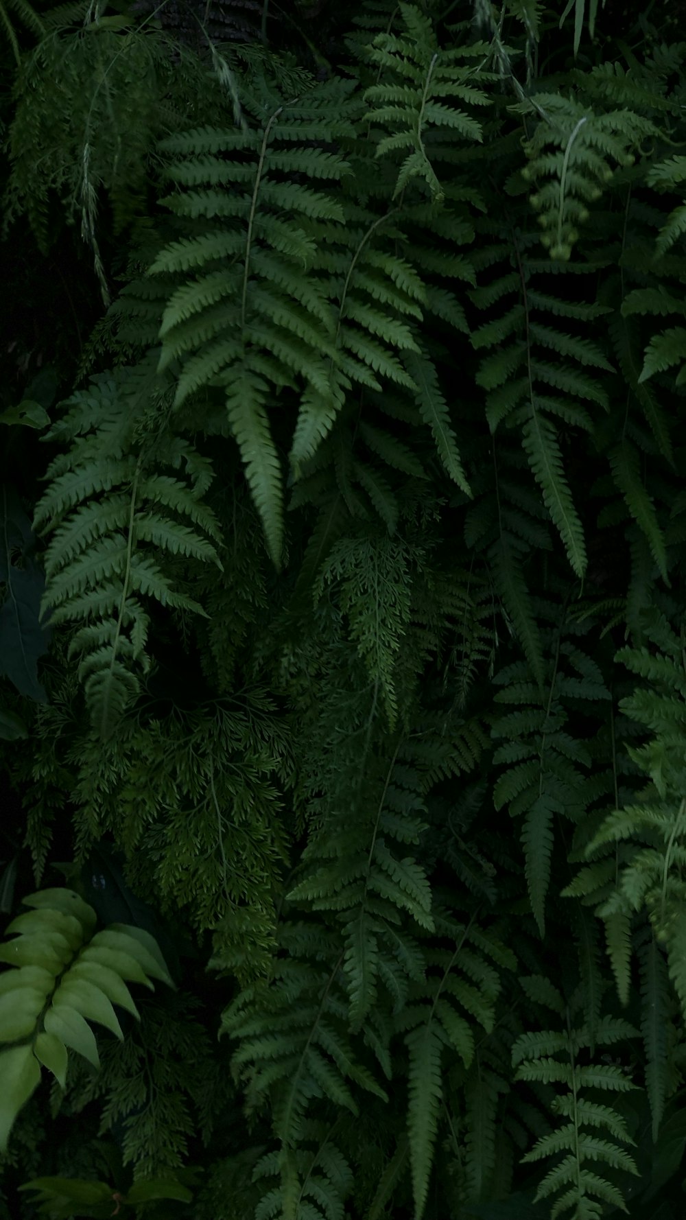 shallow focus photo of green leaves