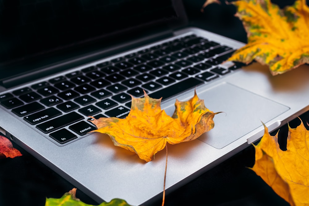 yellow leaf on MacBook Pro