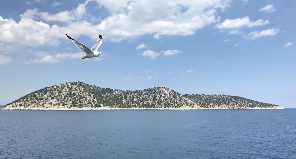 seagull flying over sea