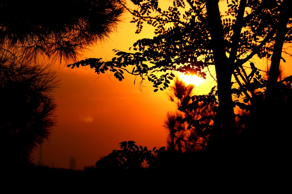 silhouette of trees