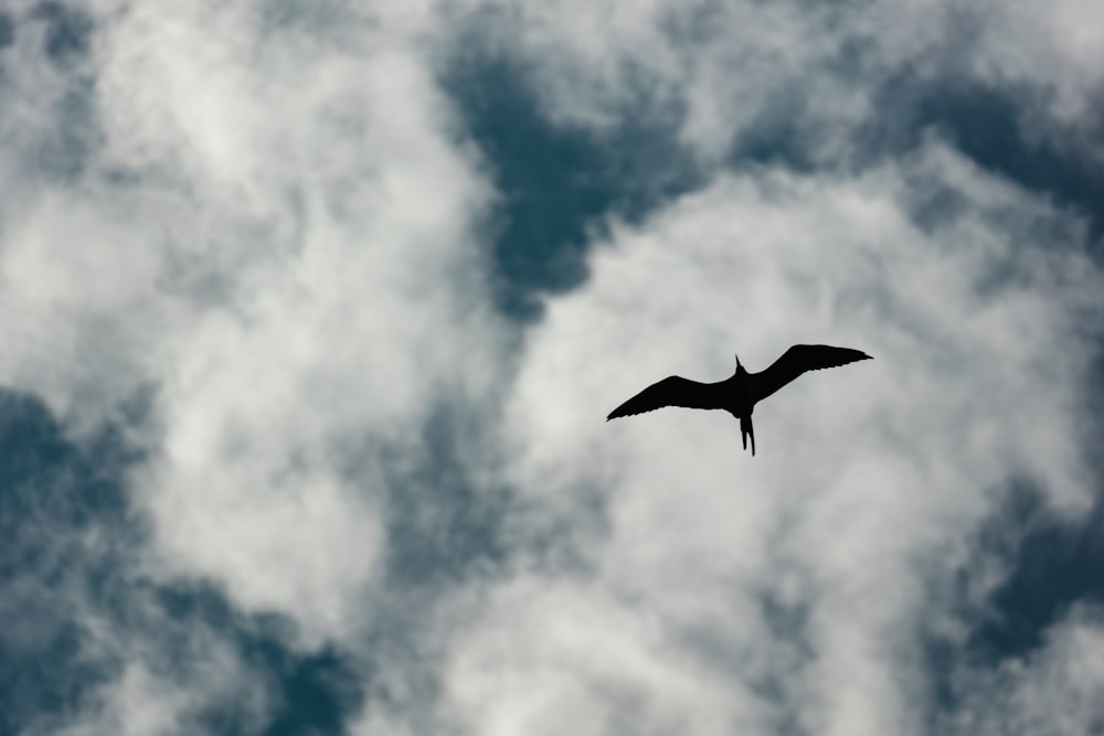 silhouette of flying bird