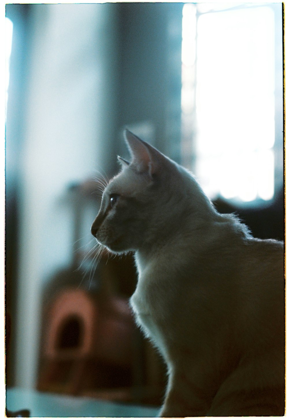 white cat on floor