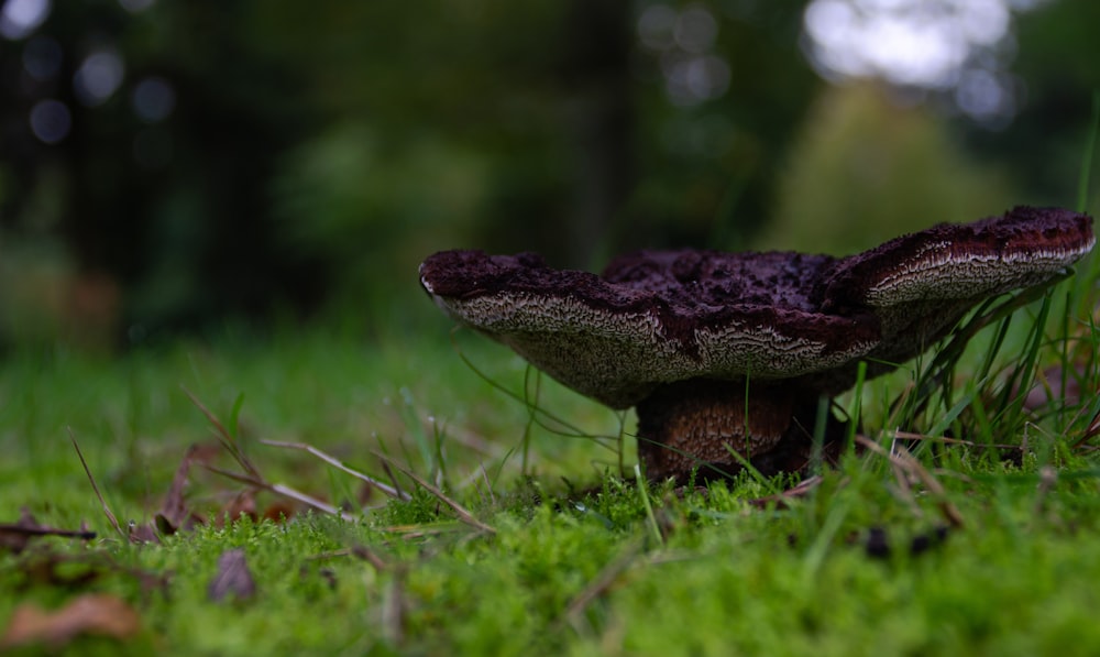 selective focus photography of purple mushroom