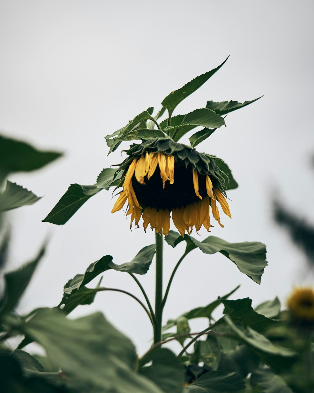 closeup photo of yellow sunflower