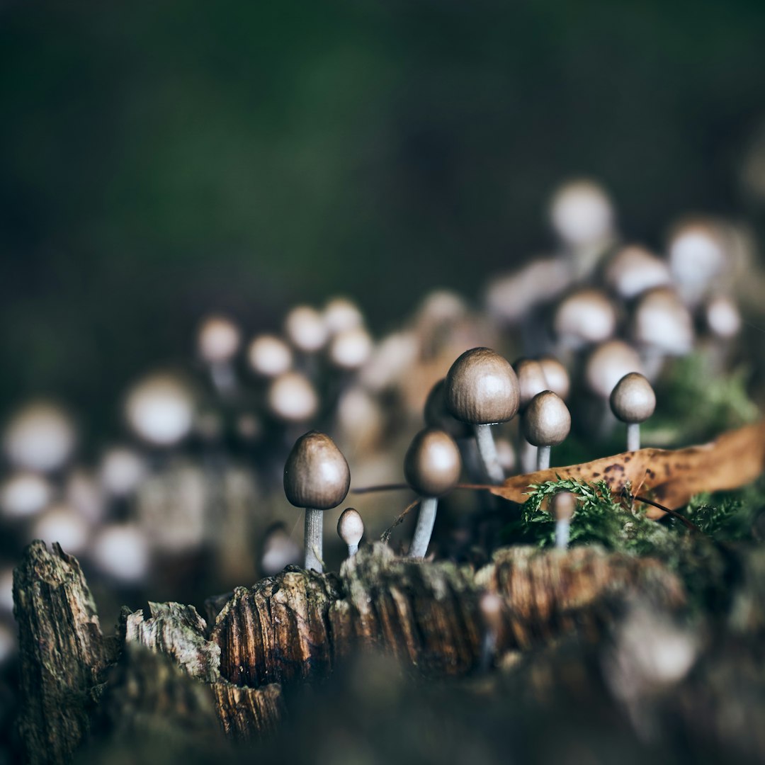brown mushrooms macro photography