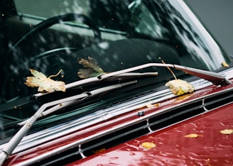 leaves on vehicle