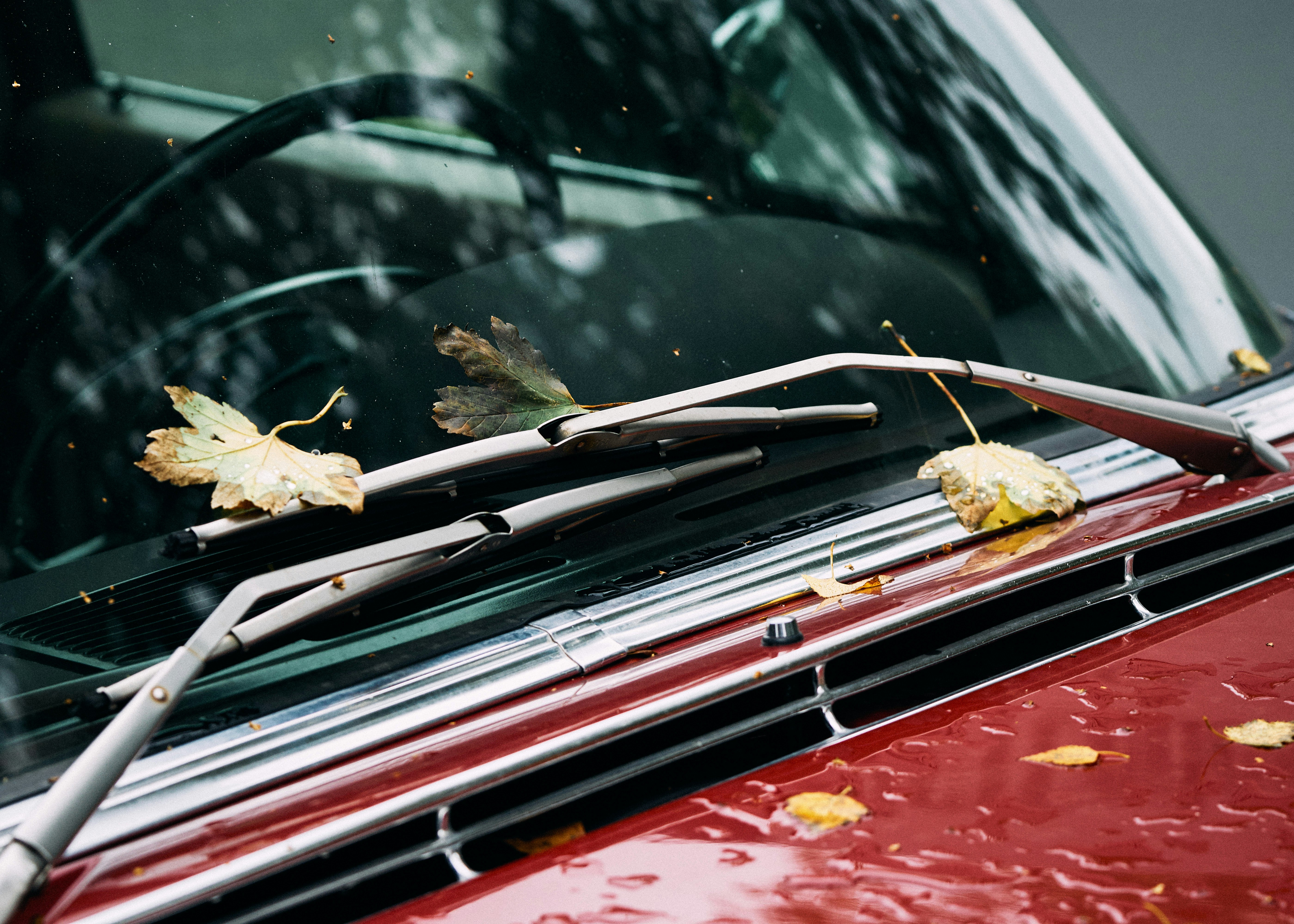 leaves on vehicle