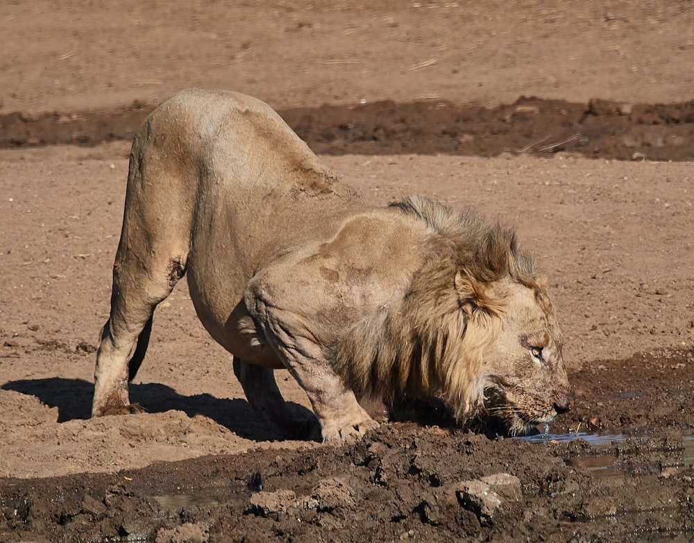 brown lion close-up photography