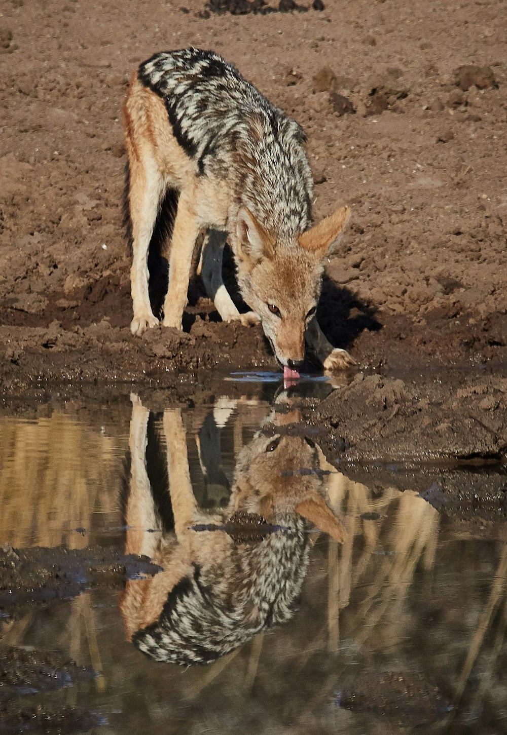 Animal de 4 patas marrón y negro bebiendo agua durante el día