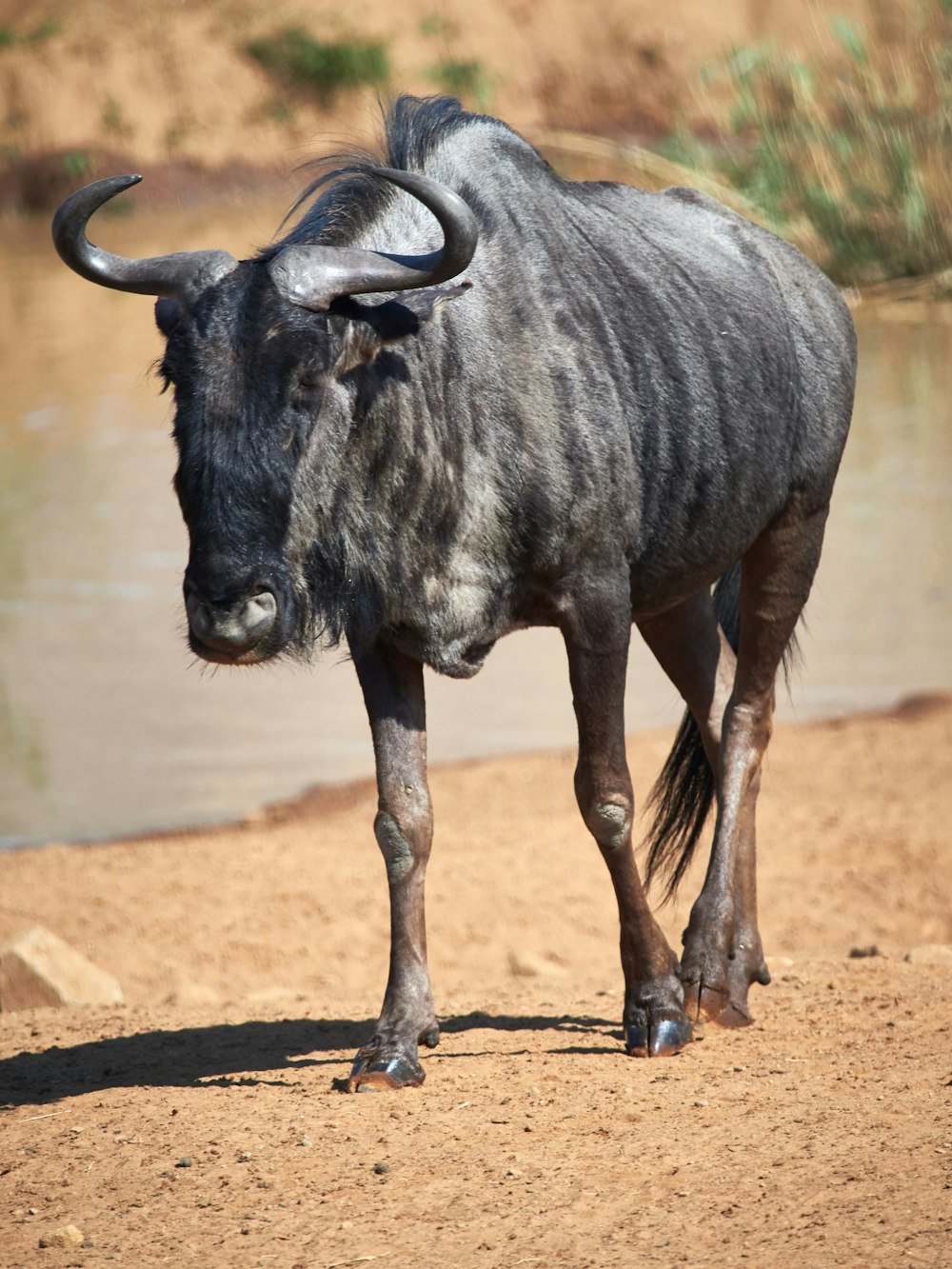 black wildebeest