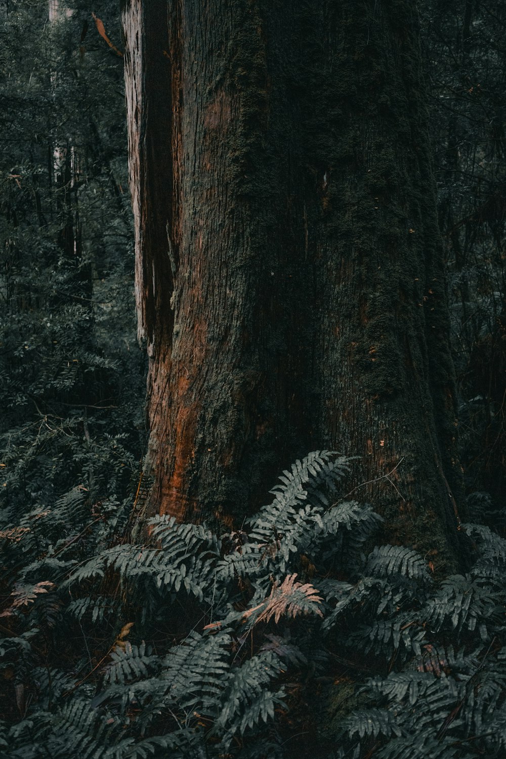 fotografia ravvicinata di alberi verdi e neri