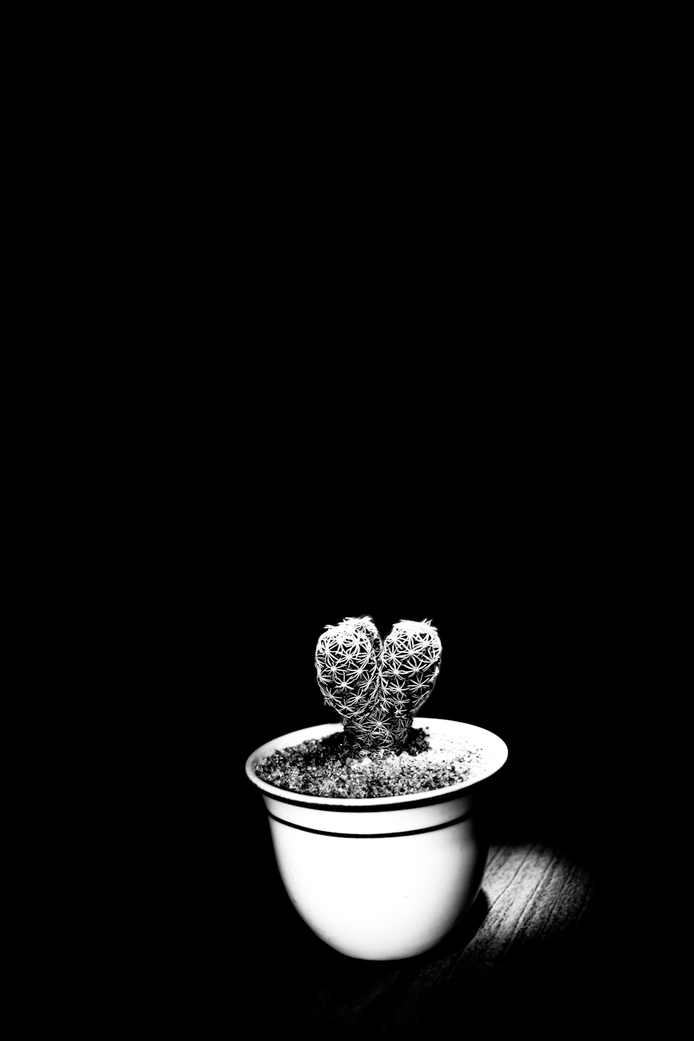 potted cactus plant grayscale photography