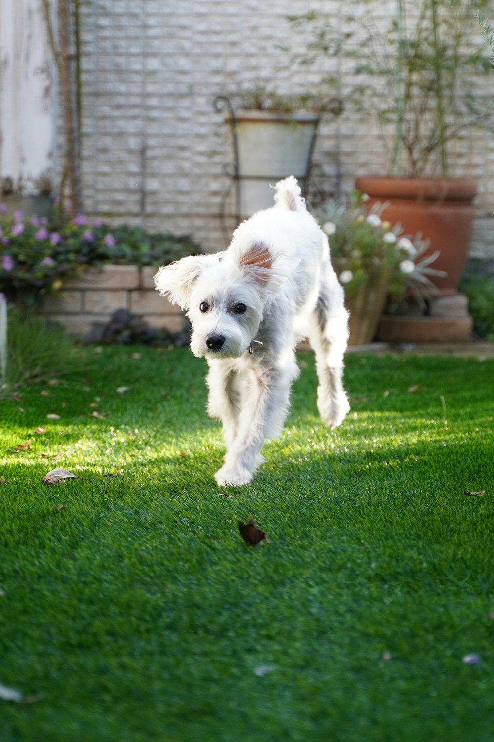 short-coated white dog