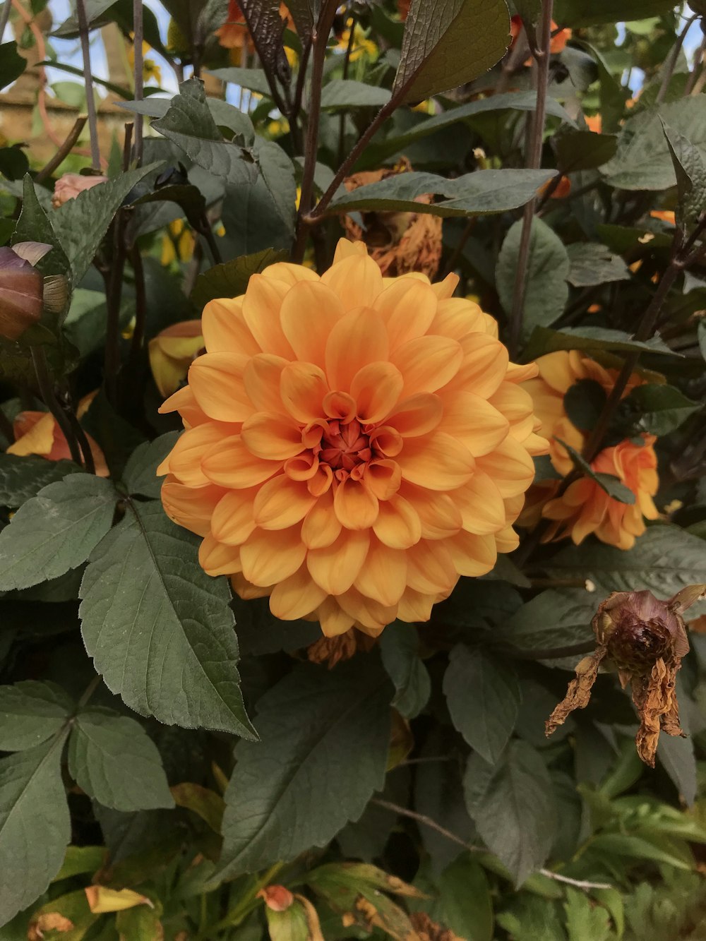 orange petaled flowers