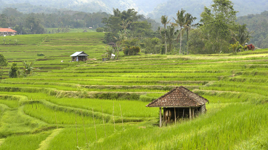 Terraced green rice paddies at Jatiluwih, Bali