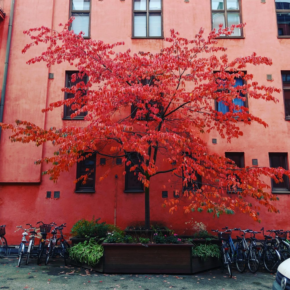 red-leafed trees near concrete building