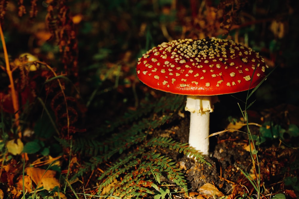 red and white mushroom