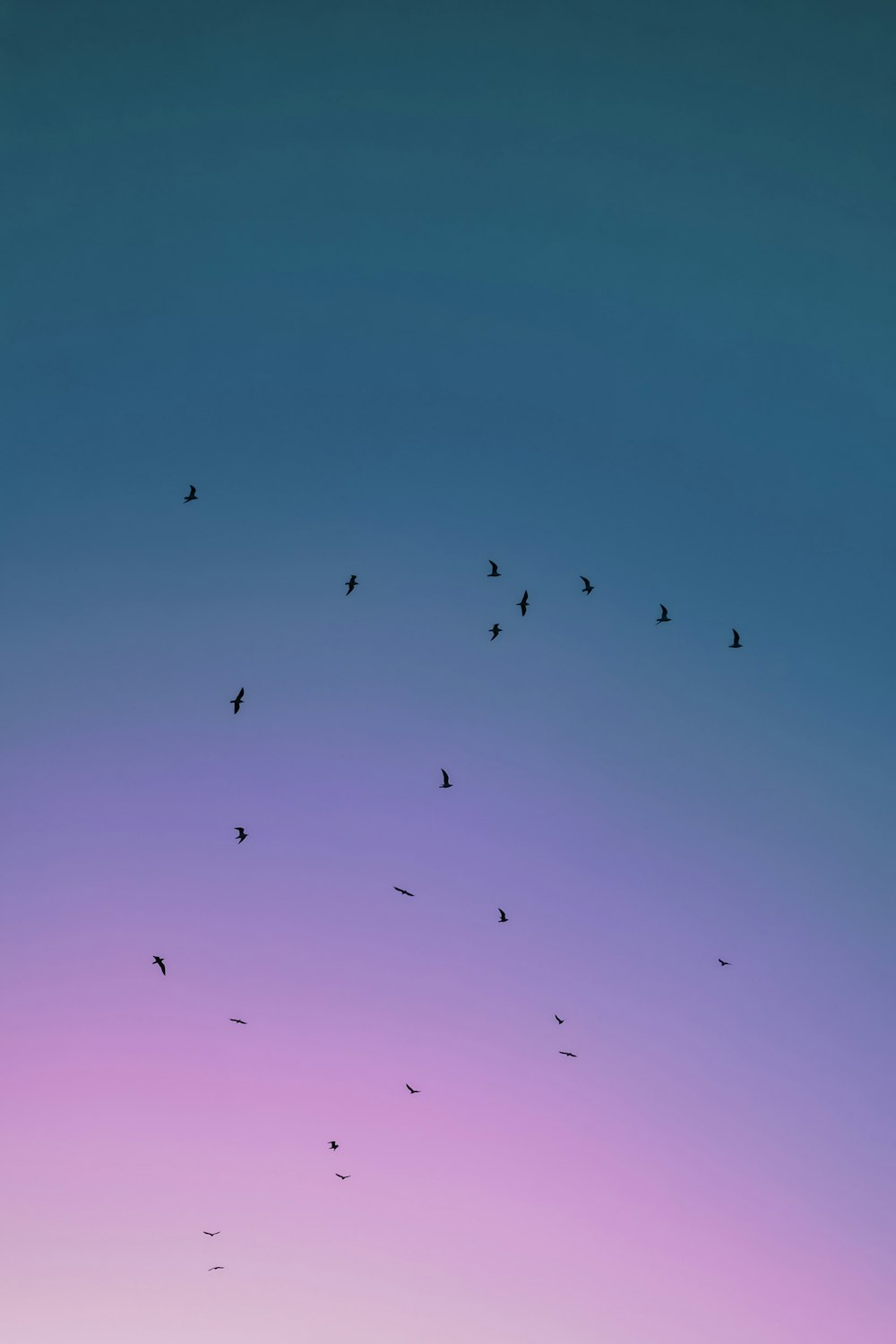flying black birds