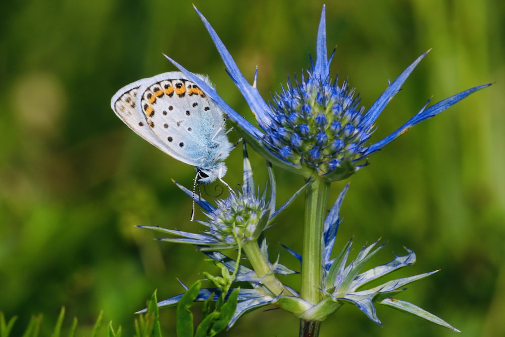 white moth on blue flower