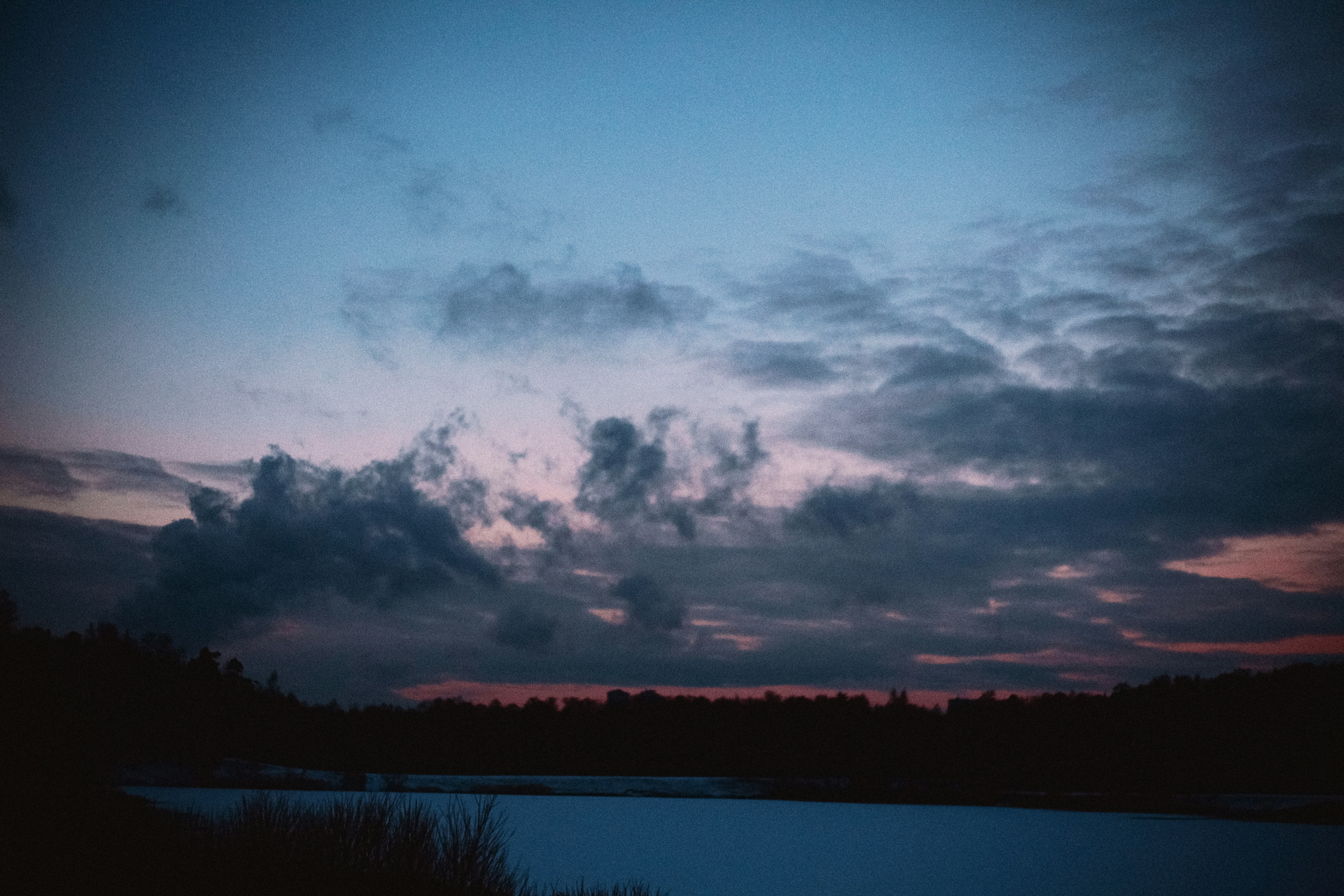 body of water beside trees