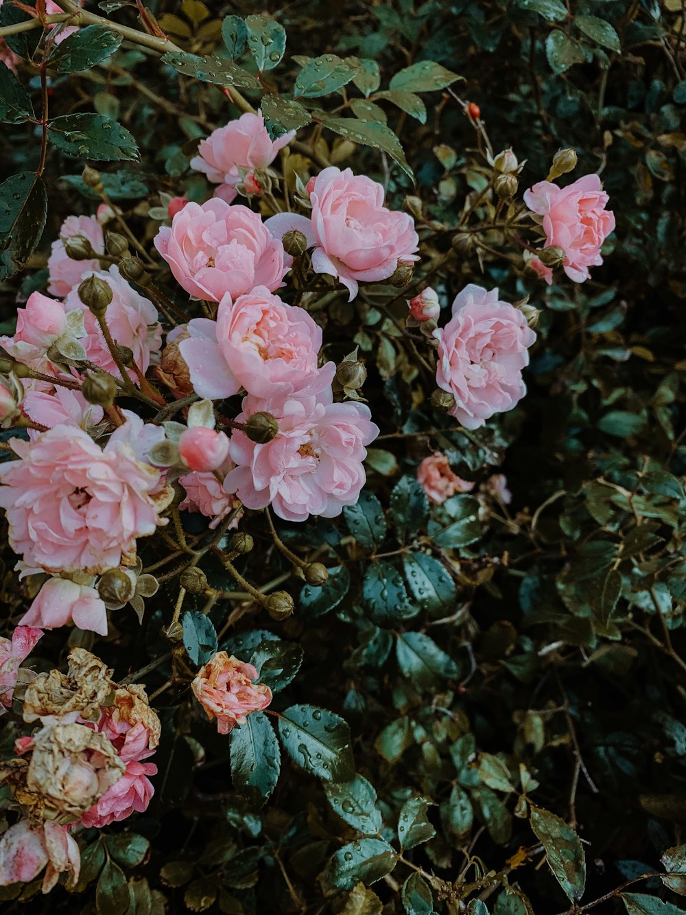 closeup photo of pink flowers