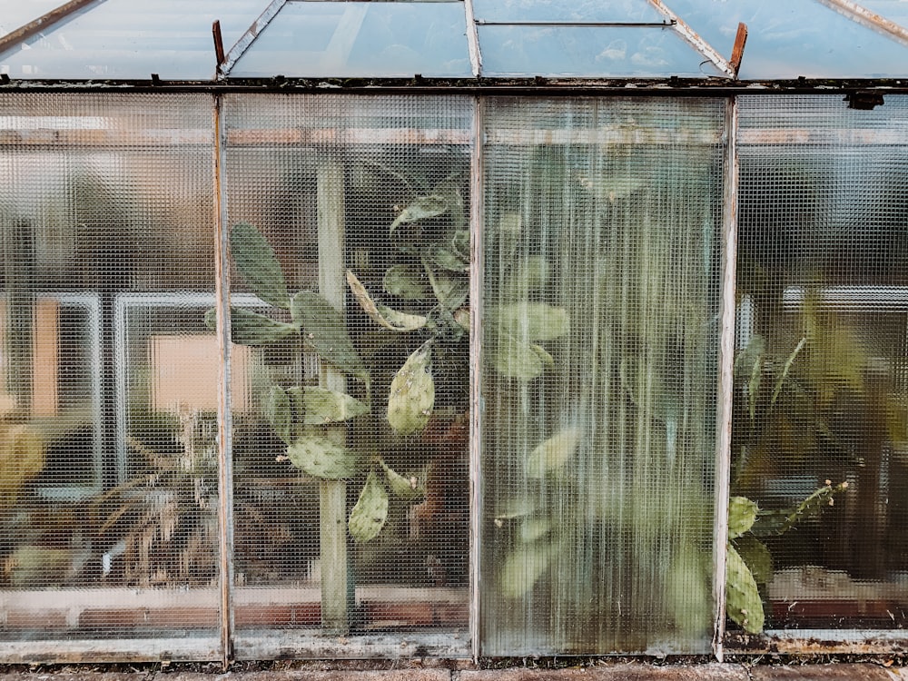 green-leafed plant on green house