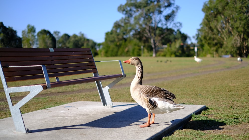 brown and white duck near metal outdoor bench