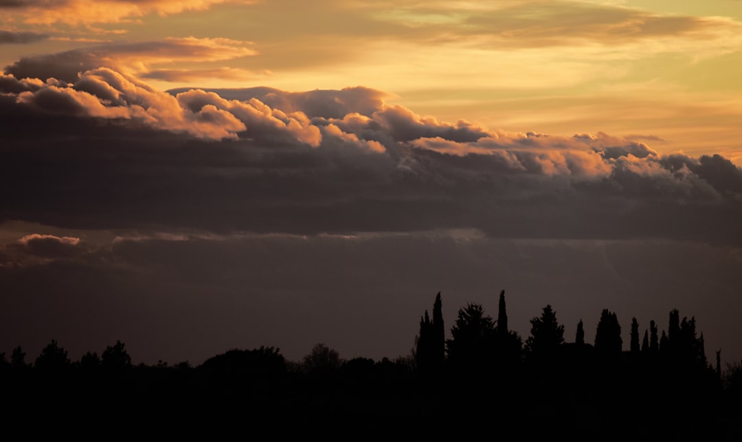 silhouette of trees scenery