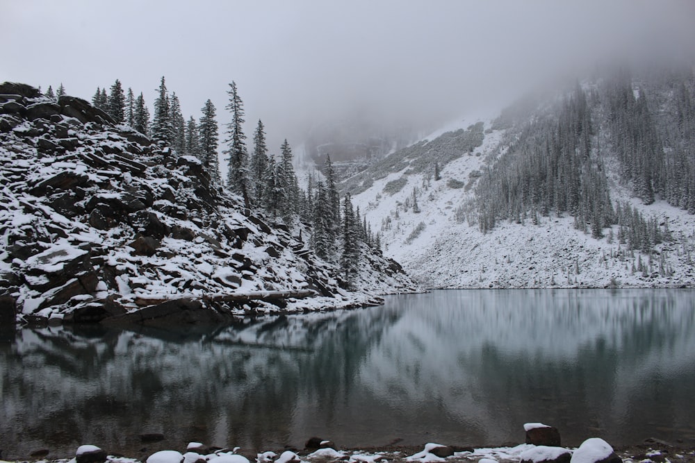 pine tree and icy mountain scenery