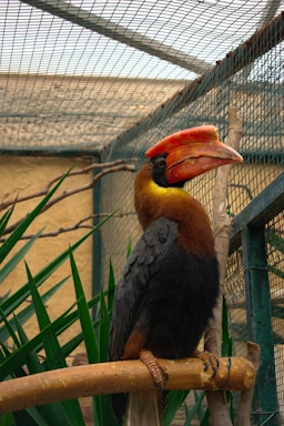 A hornbill bird with a striking red and yellow beak is perched on a branch inside an enclosed aviary. The bird's body is black with a brown head and neck, surrounded by green plants. The aviary is made of wire mesh, allowing filtered natural light.