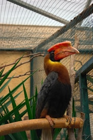 A hornbill bird with a striking red and yellow beak is perched on a branch inside an enclosed aviary. The bird's body is black with a brown head and neck, surrounded by green plants. The aviary is made of wire mesh, allowing filtered natural light.
